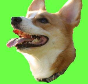 CorgiRBLX