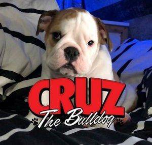 Cruz The Bulldog