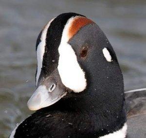 DucksWithOpinions
