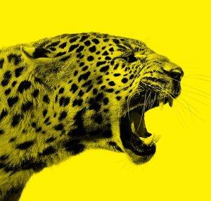 Festival Internazionale del Film di Locarno