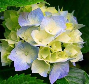 Ibellise Carrasquel