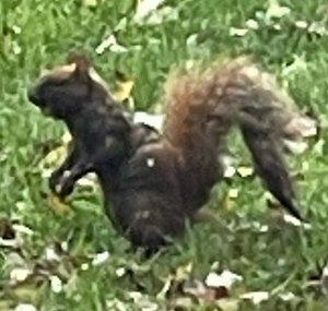 LilSquirrelies