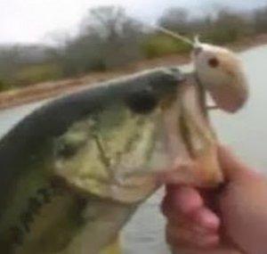 ajlures
