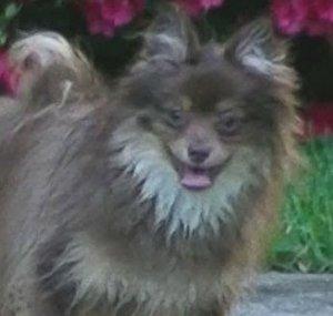 BaileyThePom