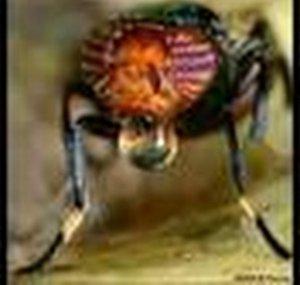 PestControl02