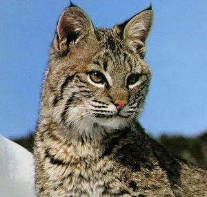 The Mexican Lynx