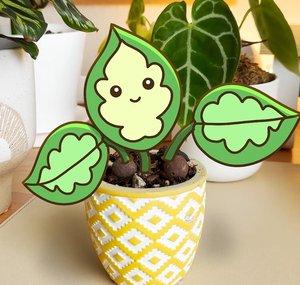 Hey Calatheo