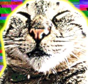Katze :3