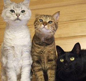 Majikcat7