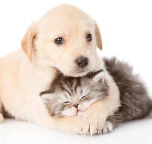  The Cutest Companions