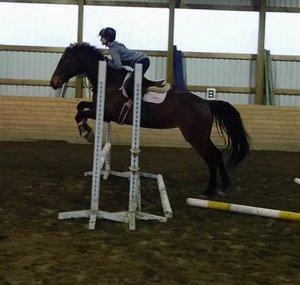 ChestnutThoroughbreds