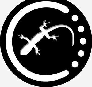 GroovyGeckoNetwork | Daily EDM