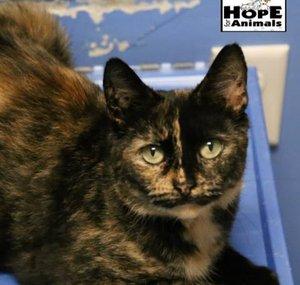 Hope For Animals