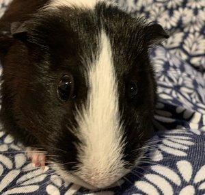 muffin is a gine pig1002