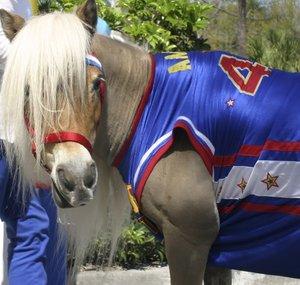 Amos the Wonder Horse