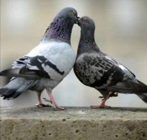 Funny Animals life