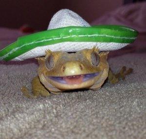 MisGecko