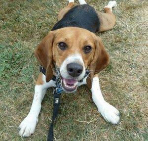 Beagle Baby Beastie