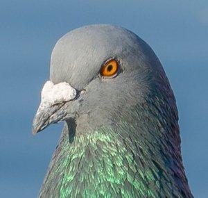 city pigeon