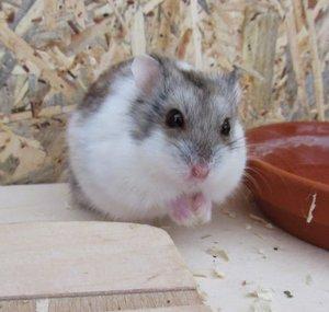 hamsterflips