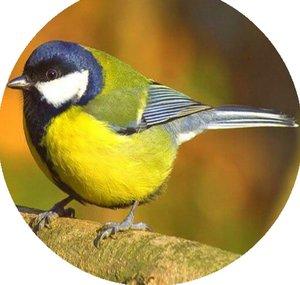 Nature & Animal