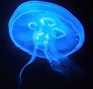 Deep Marine Scenes