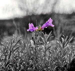 harebells vow