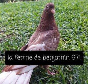 La Ferme De Benjamin 9.7.1