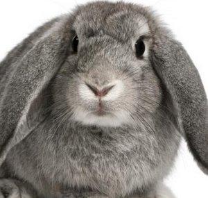 Lagomorph Archive