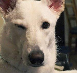 Luna Vlogs
