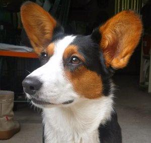 Paul Dog Tips