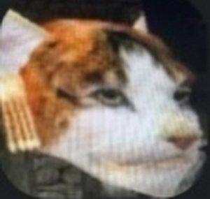 POLSKIE KHAJIITY