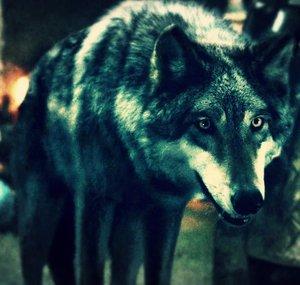 Wolғ Feɴrιѕ