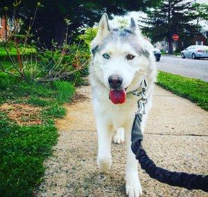 Zeus The Stubborn Husky