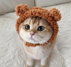 Cats World 