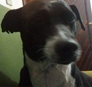 dejota