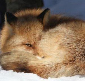 FoxxFirre