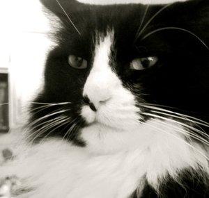 HenriLeChatNoir