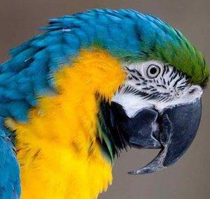 macaw45