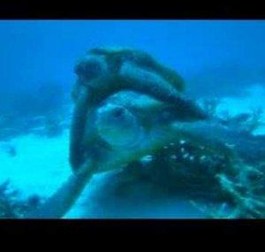 sharkwater
