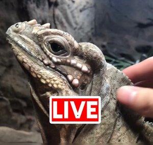 ReptileLiveCam