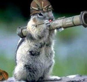 Chipmunk