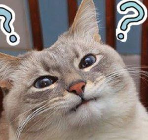 Confused Cat