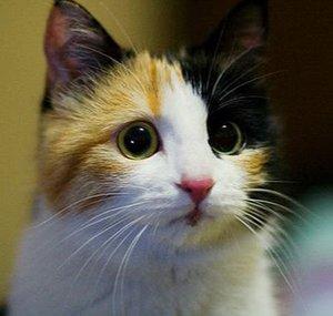 Dank Kitty (The Dankest of Felines)