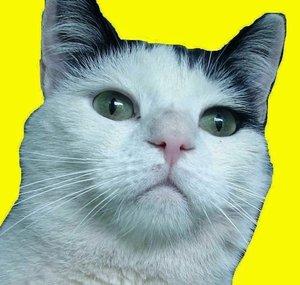 DorisTheCaat