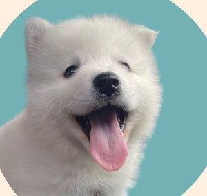 Luffy Samoyedo