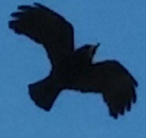Raven House Mystery