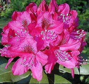 Rododendron
