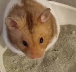 A Hamster Called Peanut