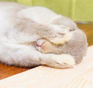 KOGARANA's Bunny Popo Ch